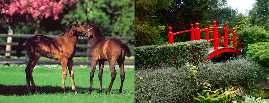 National Stud & Japanese Gardens