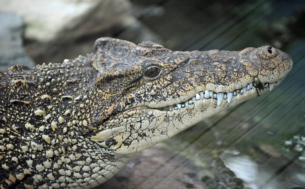 Is it worth saving an endangered species?