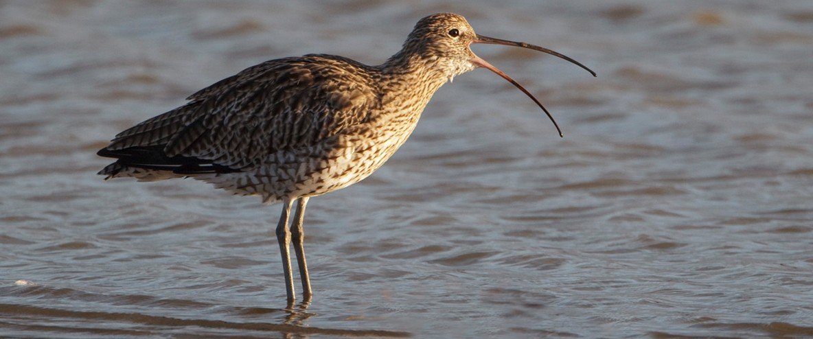 The Loss Of The Curlew