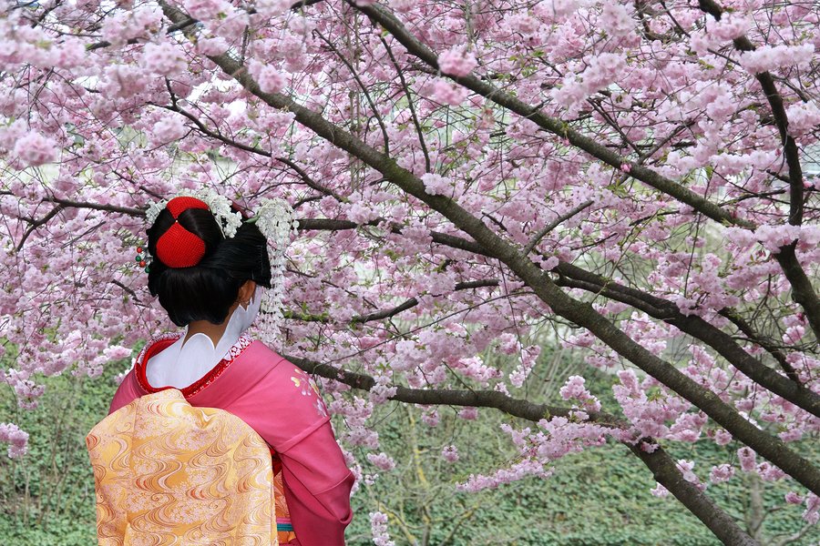 Japanese Cherry Blossom Festival 2017