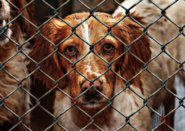 Controversial dog meat festival begins in China