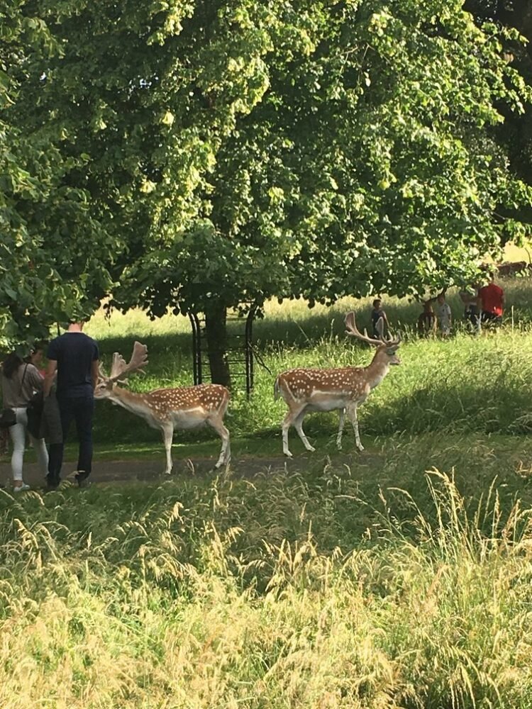 Dublin Districts: The Phoenix Park