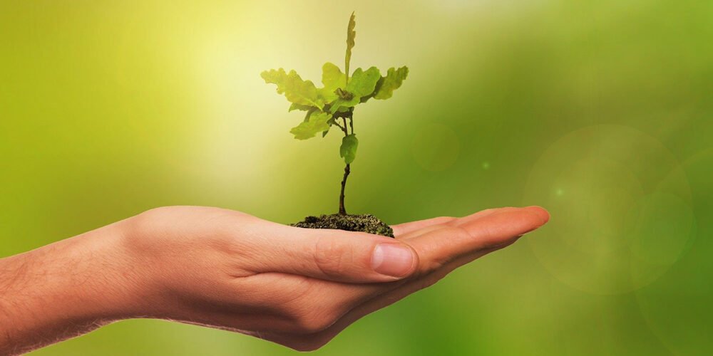 How to live a greener life: 10 eco-friendly choices