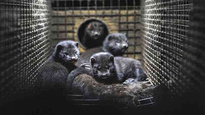 Animal Welfare Setback and the Future of the Fur Industry in Europe
