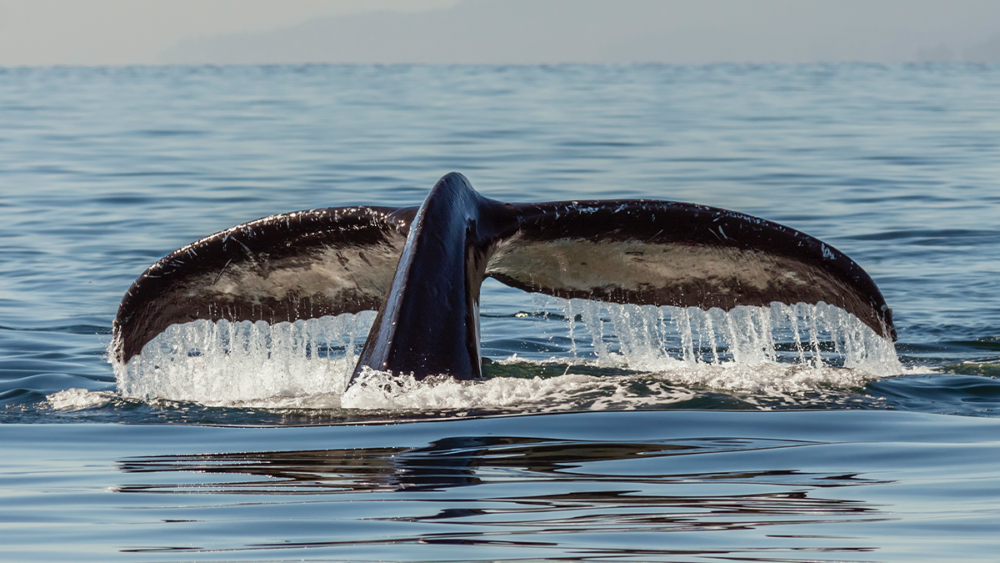 Whale Watching: Hindsight is 2020