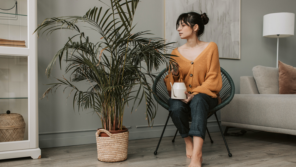10 best houseplants that help boost your mental health