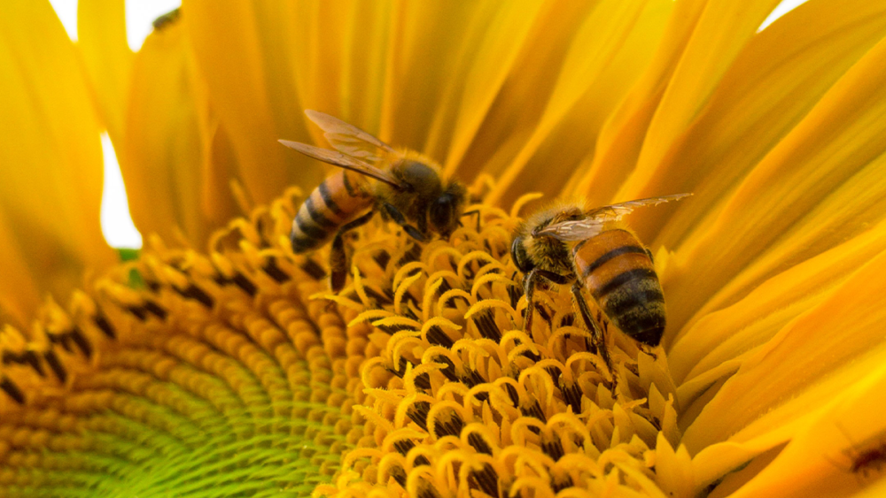 Save the Bees: The UK signs approval of a harmful pesticide