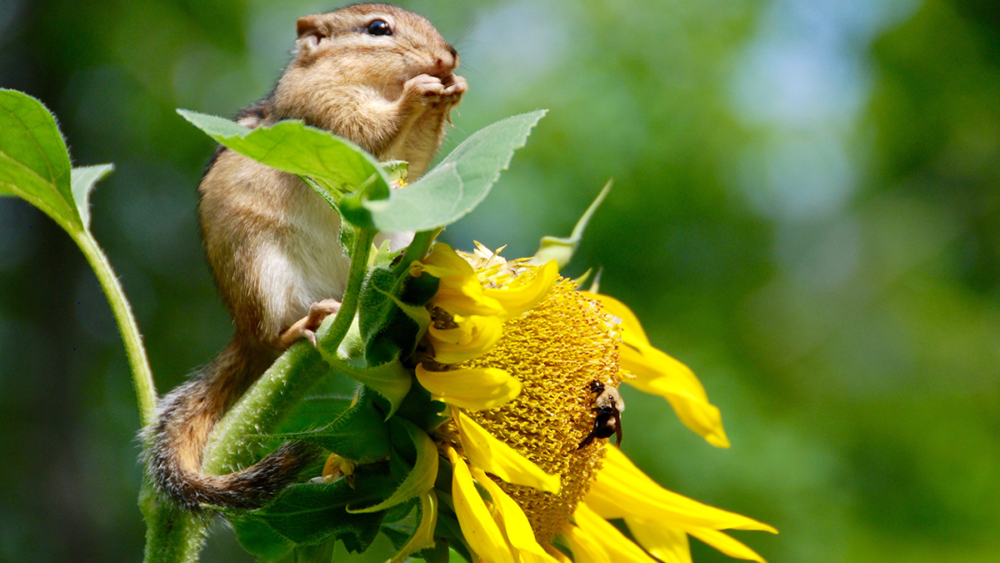 EU Biodiversity Strategy: The Attempt to Save Millions of Animals and Plants