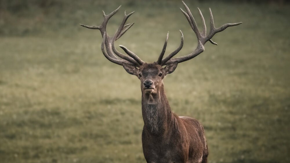 How Climate Change is Destroying Ireland’s Wildlife