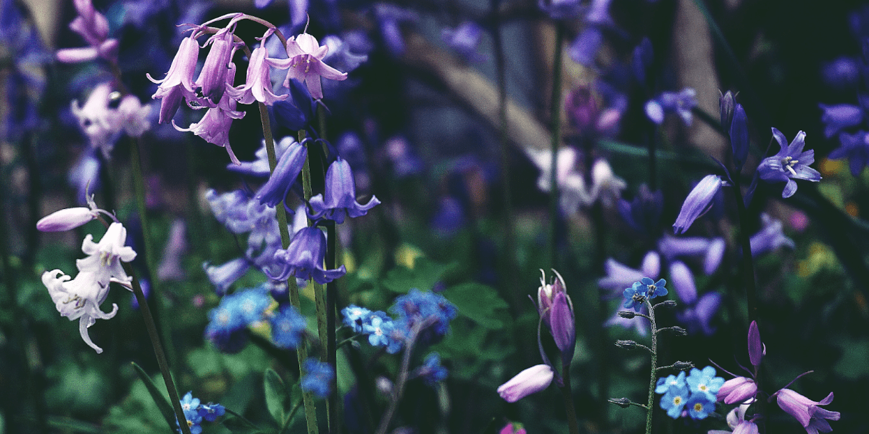 Top 8 Places to See Bluebells in Ireland